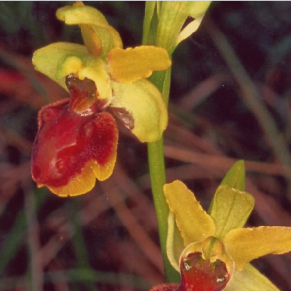 Ophrys sphegodes